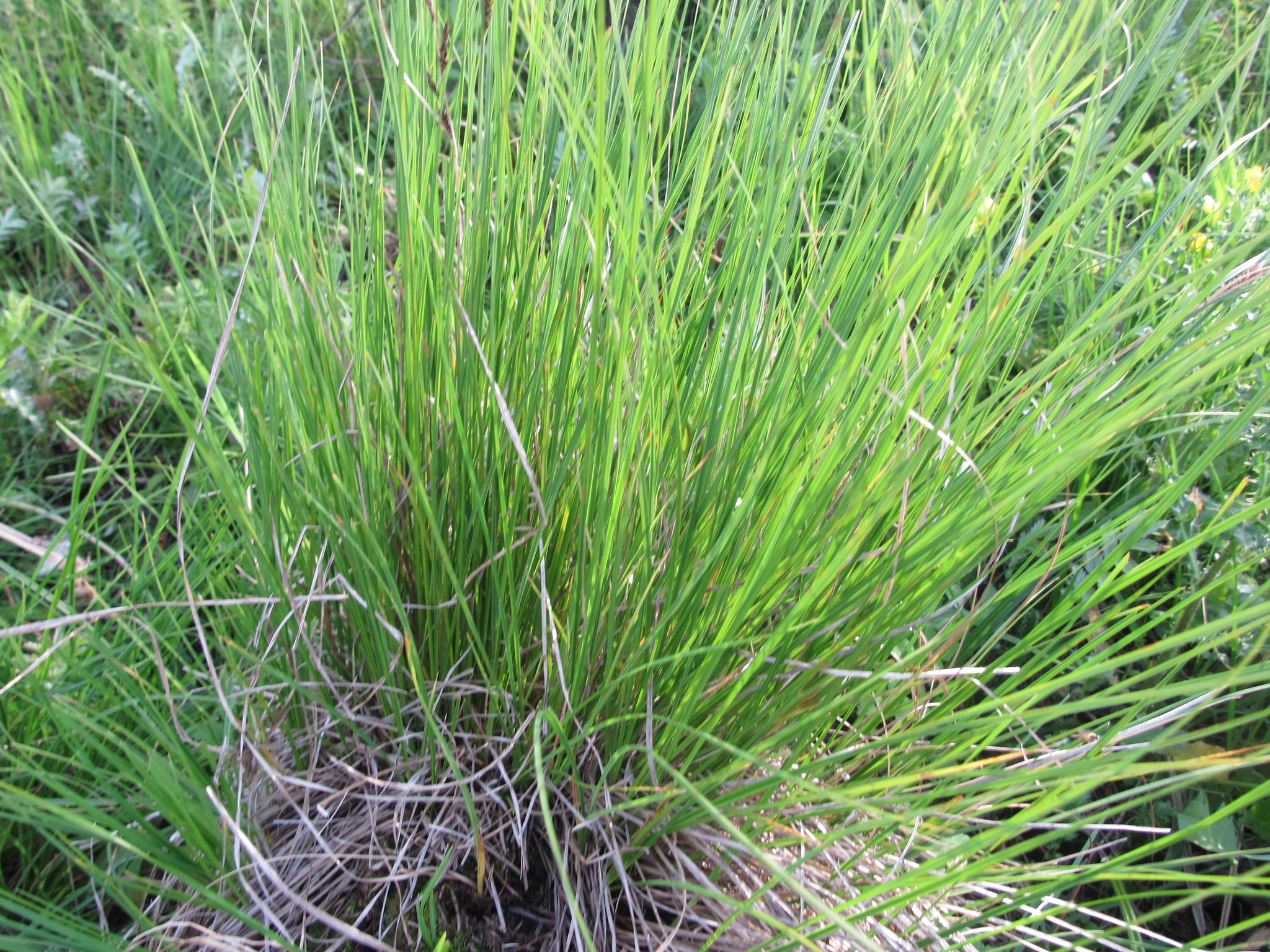 Carex nigra subsp. juncea (Fr.) Soó