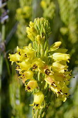 Erica parilis parilis