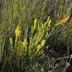 Erica parilis parilis