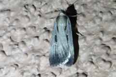Tathorhynchus exsiccata