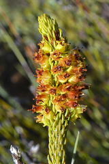 Erica parilis parilis