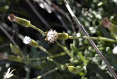 Senecio subrubriflorus
