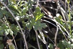 Senecio subrubriflorus