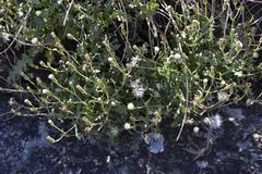 Senecio subrubriflorus