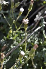 Senecio subrubriflorus