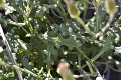 Senecio subrubriflorus