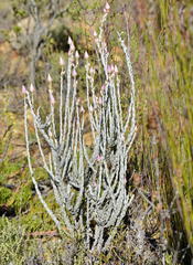 Syncarpha canescens canescens
