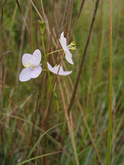 Heliophila subulata