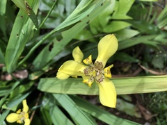 Trimezia martinicensis