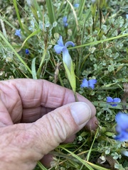 Gentianopsis holopetala