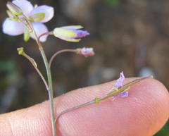Heliophila subulata