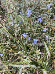 Gentianopsis holopetala