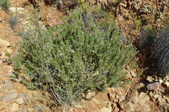 Serruria acrocarpa