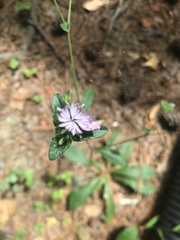 Elephantopus tomentosus