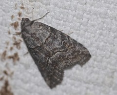 Calathusa hypotherma