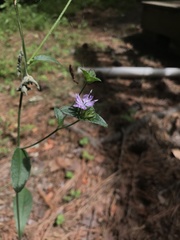 Elephantopus tomentosus