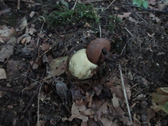 Phallus impudicus