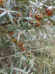 Hippophae rhamnoides