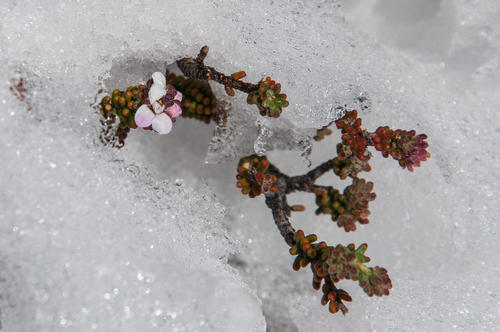 Acmadenia teretifolia (Acmadenia teretifolia)