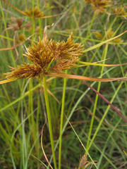 Cyperus polystachyos polystachyos
