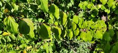 Cornus sanguinea