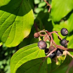 Cornus sanguinea