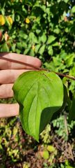 Cornus sanguinea