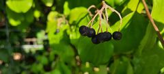 Cornus sanguinea