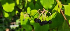 Cornus sanguinea
