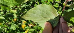 Cornus sanguinea