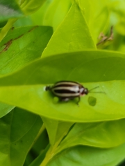Coleoptera