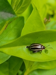 Coleoptera