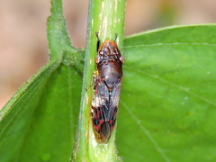 Homalodisca ichthyocephala