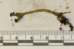 Cladonia rei