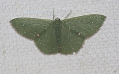 Prasinocyma iosticta