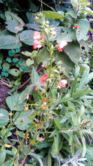 Alonsoa meridionalis