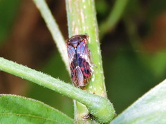 Homalodisca ichthyocephala