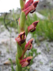 Disa rufescens