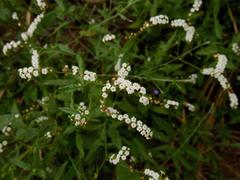Heliotropium steudneri