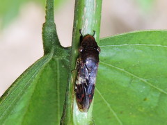 Homalodisca ichthyocephala