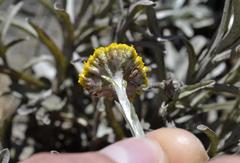 Helichrysum subglomeratum