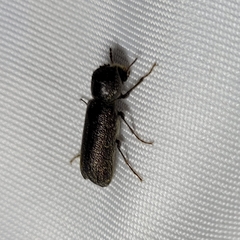 Amphicerus bicaudatus