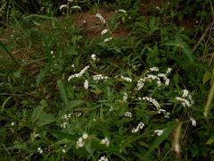 Heliotropium steudneri