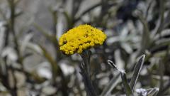 Helichrysum subglomeratum