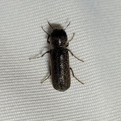 Amphicerus bicaudatus