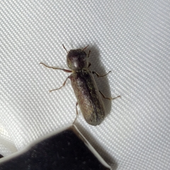 Amphicerus bicaudatus