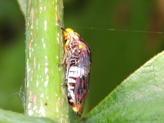 Homalodisca ichthyocephala