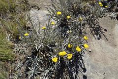 Helichrysum subglomeratum