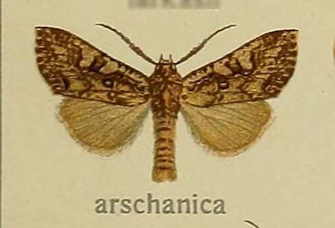 Haderonia