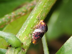 Homalodisca ichthyocephala